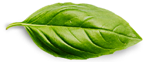 تواصل معنا Basil Leaf